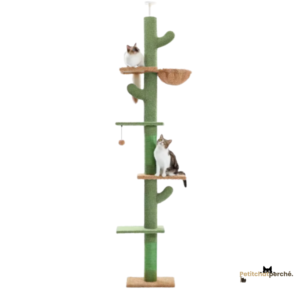 Arbre à chat : L'Arbre Cactus Géant