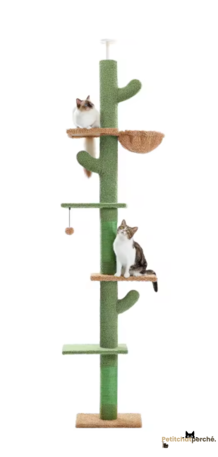 Arbre à chat : L'Arbre Cactus Géant